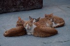 23.Кошки в Камари бич
